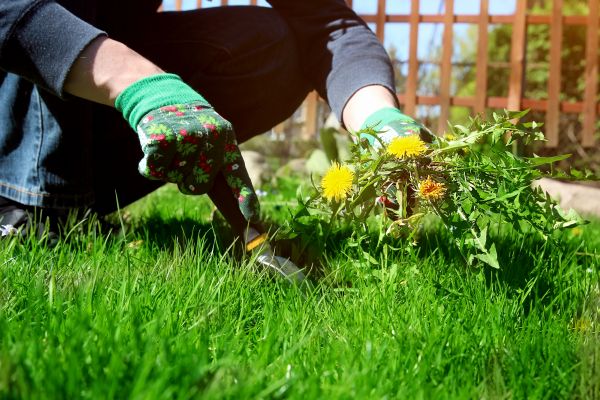 Garden Deweeding Service